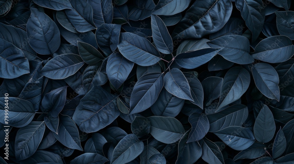 leaves texture background, dark green leafs pattern leaves texture background, dark green leafs pattern