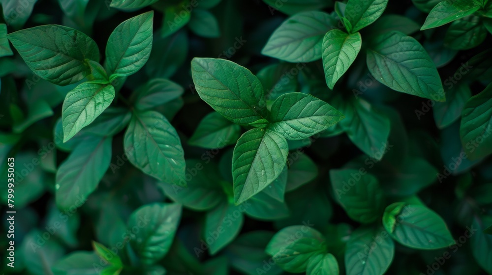 A dense cluster of basil leaves forms a textured green carpet, an inviting background of culinary promise. A dense cluster of basil leaves forms a textured green carpet, an inviting background of culinary promise.