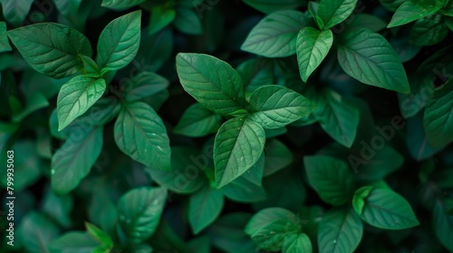 A dense cluster of basil leaves forms a textured green carpet, an inviting background of culinary promise.