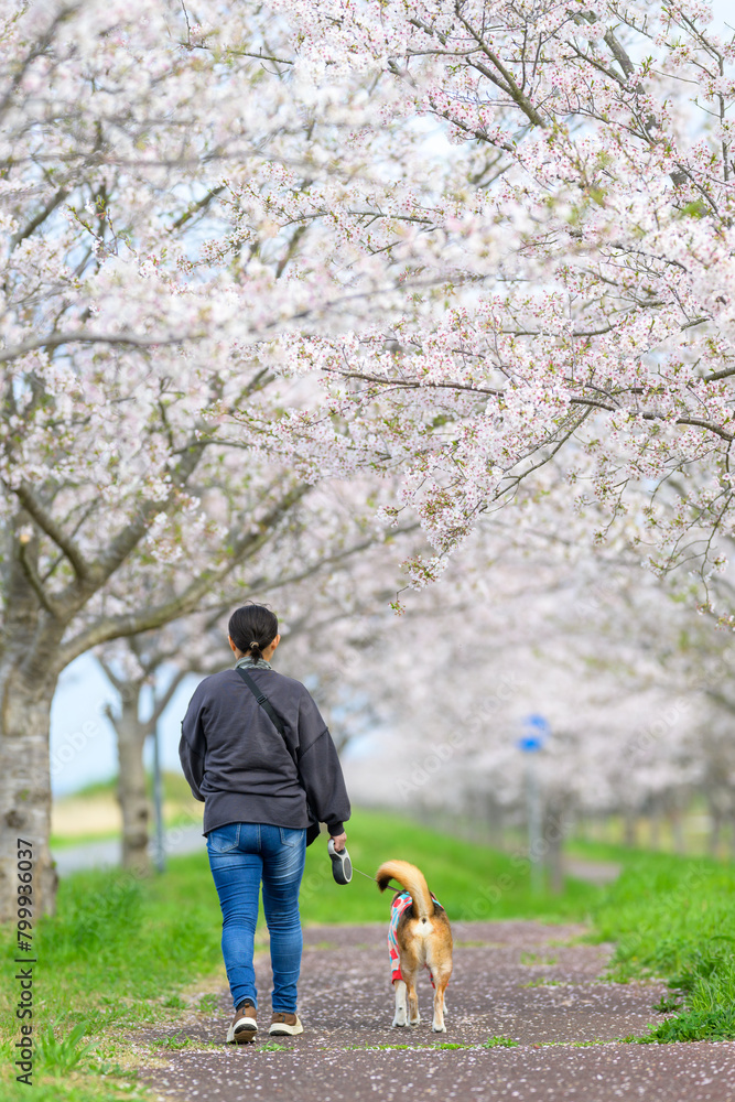 綺麗に咲き誇る桜を見ながら愛犬と散歩する女性 綺麗に咲き誇る桜を見ながら愛犬と散歩する女性