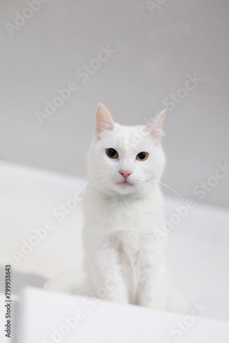 White beautiful cat on white wall background