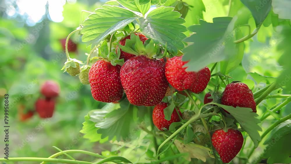 Panorama close-up juicy strawberry bush on a green bed. High quality 4k footage Panorama close-up juicy strawberry bush on a green bed. High quality 4k footage