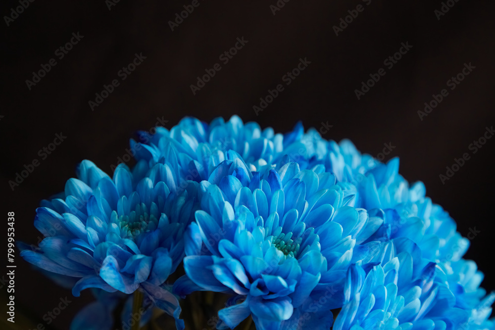 Blue chrysanthemums on a black background, bouquet of blue flowers on a black background.