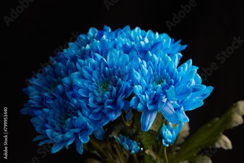 Blue chrysanthemums on a black background  blue flowers on a black background in bright light  bouquet of blue flowers on a black background