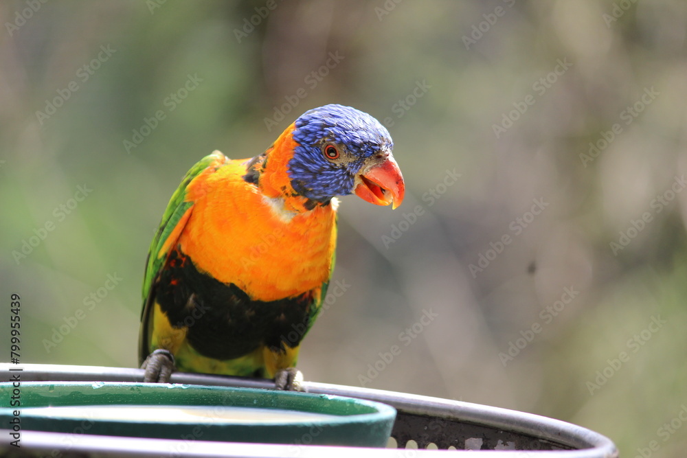 red and yellow macaw Green parrot - colored parrot - red parrot - yellow parrot red and yellow macaw Green parrot - colored parrot - red parrot - yellow parrot