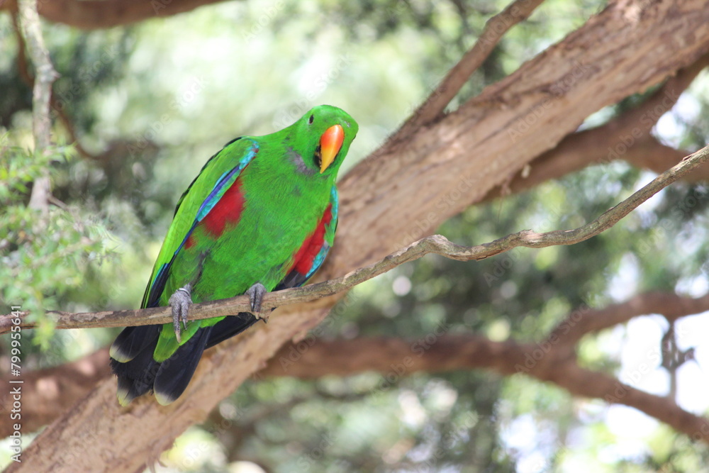 green winged macaw Green parrot - colored parrot - red parrot - yellow parrot green winged macaw Green parrot - colored parrot - red parrot - yellow parrot