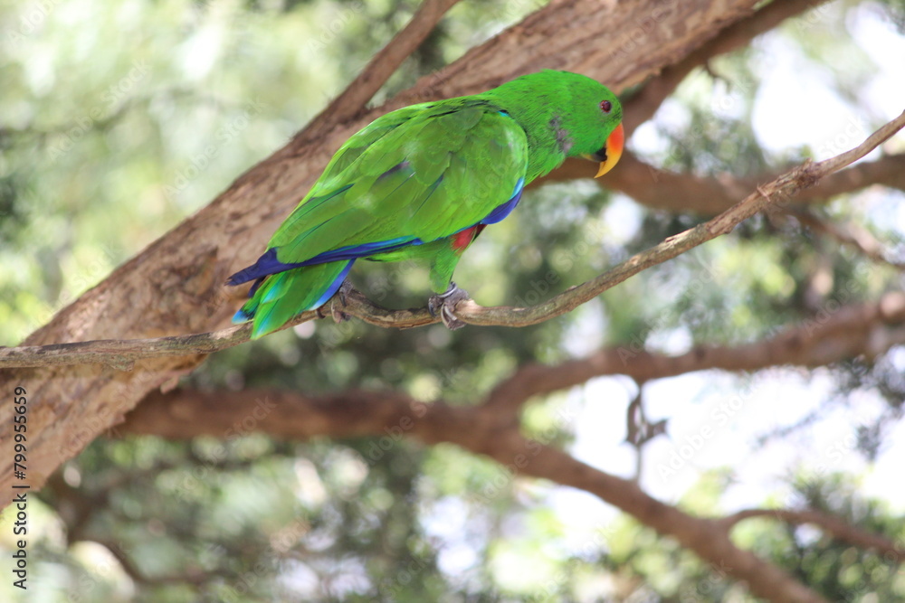 green winged macaw -Green parrot - colored parrot - red parrot - yellow parrot green winged macaw -Green parrot - colored parrot - red parrot - yellow parrot