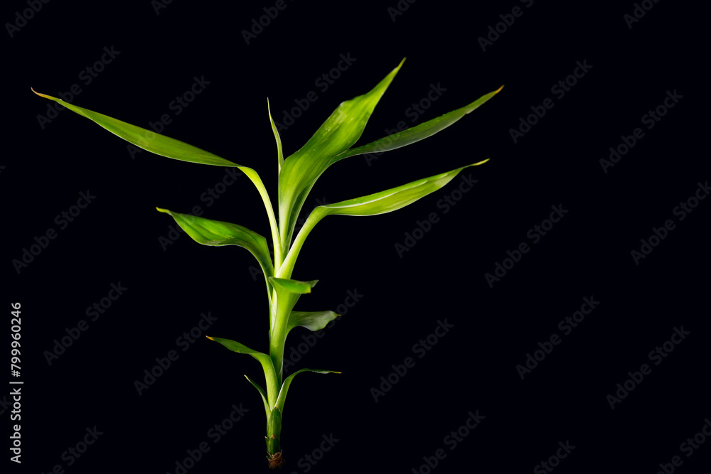 bamboo stalks on black background bamboo stalks on black background