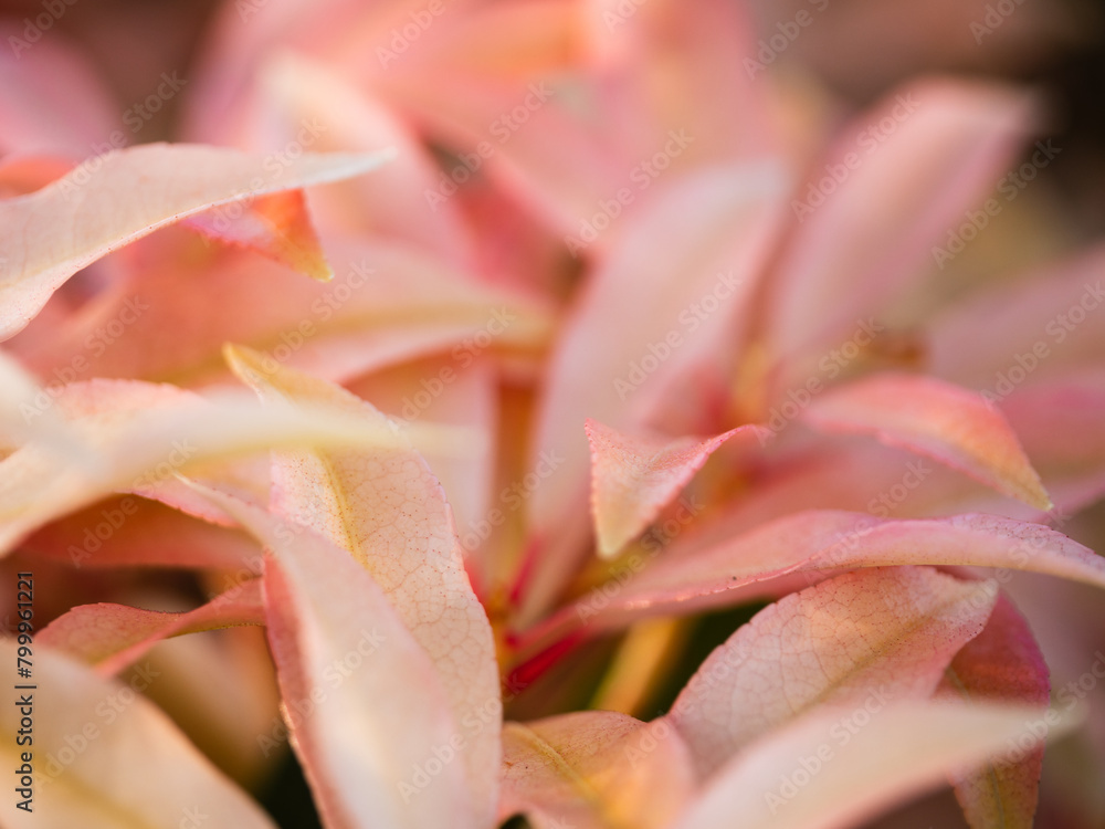 Japanese Pieris pink leaves bokeh macro 