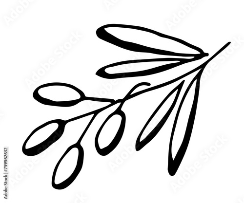 Branch with olives and leaves. Food, vegetable oil. Simple black outline vector drawing. Nature and plants. Sketch in ink.
