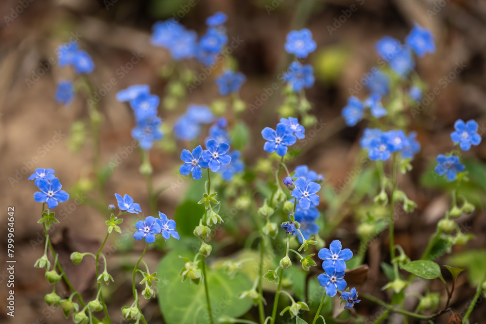 Blue verbena blooms in the secluded corners of the forest in spring. lue eyed mary , Omphalodes verna, Dont Forgot Me Flowers -Kumru- Türkiye Blue verbena blooms in the secluded corners of the forest in spring. lue eyed mary , Omphalodes verna, Dont Forgot Me Flowers -Kumru- Türkiye