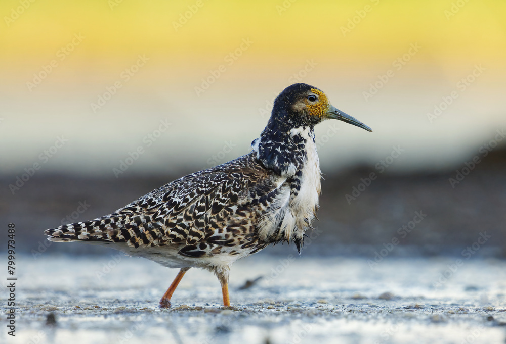 Ruff (Calidris pugnax) male closeup in the wetlands at dawn in summer.
Ruff (Calidris pugnax) male closeup in the wetlands at dawn in summer.