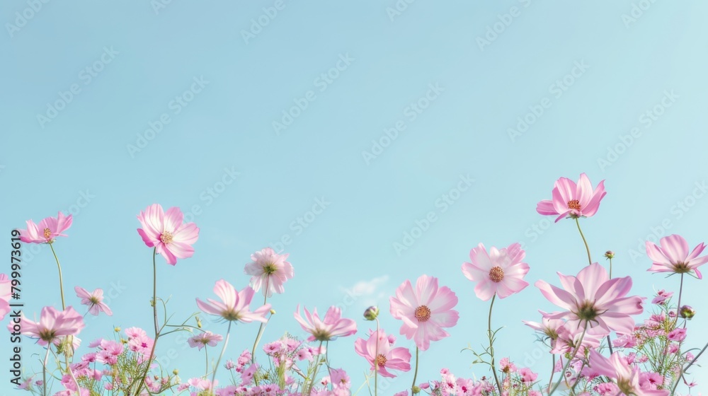 light blue background with pink daisies, pastel color theme, copy space concept