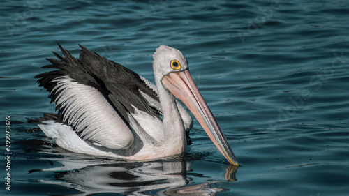 A beautiful Australian Pelican on the surface of a lake.