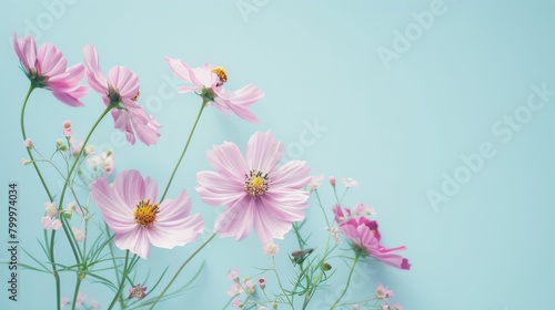 light blue background with pink daisies  pastel color theme  copy space concept