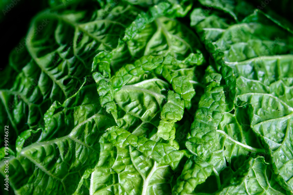 Chinese cabbage, close-up of part of macro shot Chinese cabbage, close-up of part of macro shot