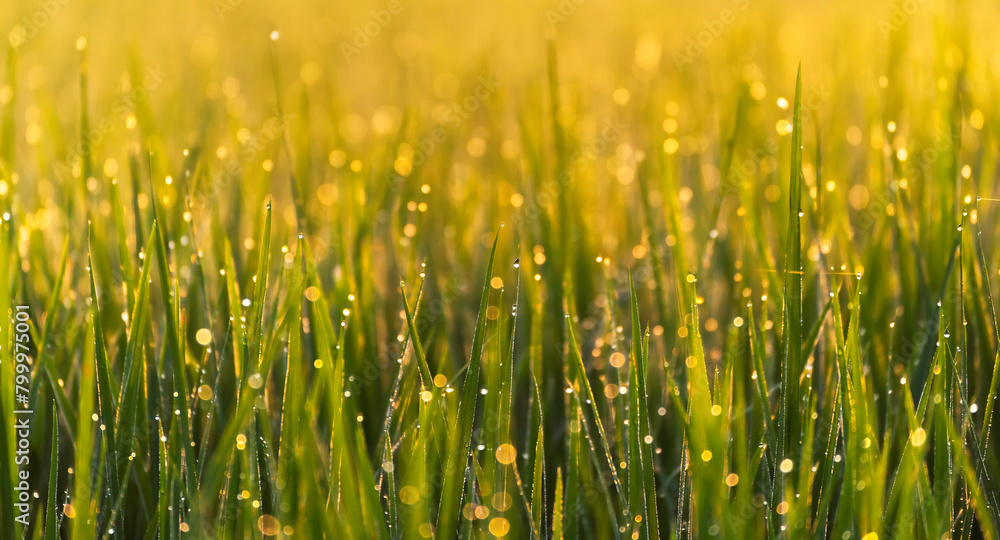 Fresh dew drops on the ends of some green blades of grass in nature for wallpaper.