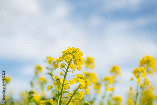 青空と菜の花