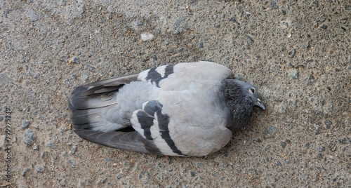 Dead wild indian grey colour dove or pigeon bird body fall on concrete ground. Animal death beacouse of drought, pollution, lack of water and heatwave concept. Close up macro top view. photo