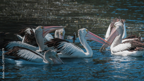 A group of Australian Pelicans floating on a lake fishing. photo