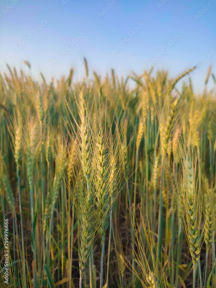 Green and yellow crop field. Crop in village outside. Agricultural concept. Golden Wheat crop growing in field of South Punjab Pakistan. Ripening wheat crop. Selective focus with blurred background Green and yellow crop field. Crop in village outside. Agricultural concept. Golden Wheat crop growing in field of South Punjab Pakistan. Ripening wheat crop. Selective focus with blurred background