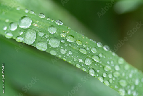 雨に濡れた葉っぱ