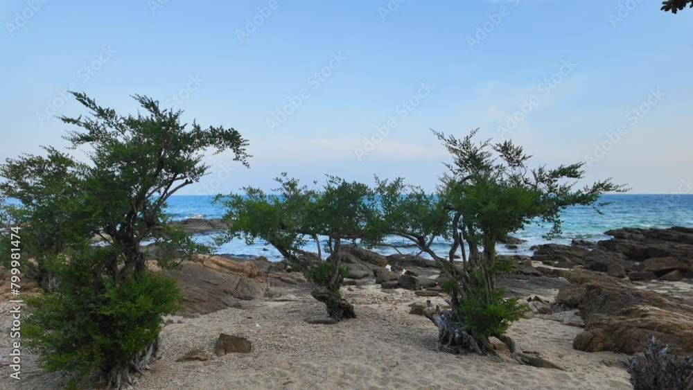 Growing tree at rocky beach Samed Island. Growing tree at rocky beach Samed Island.