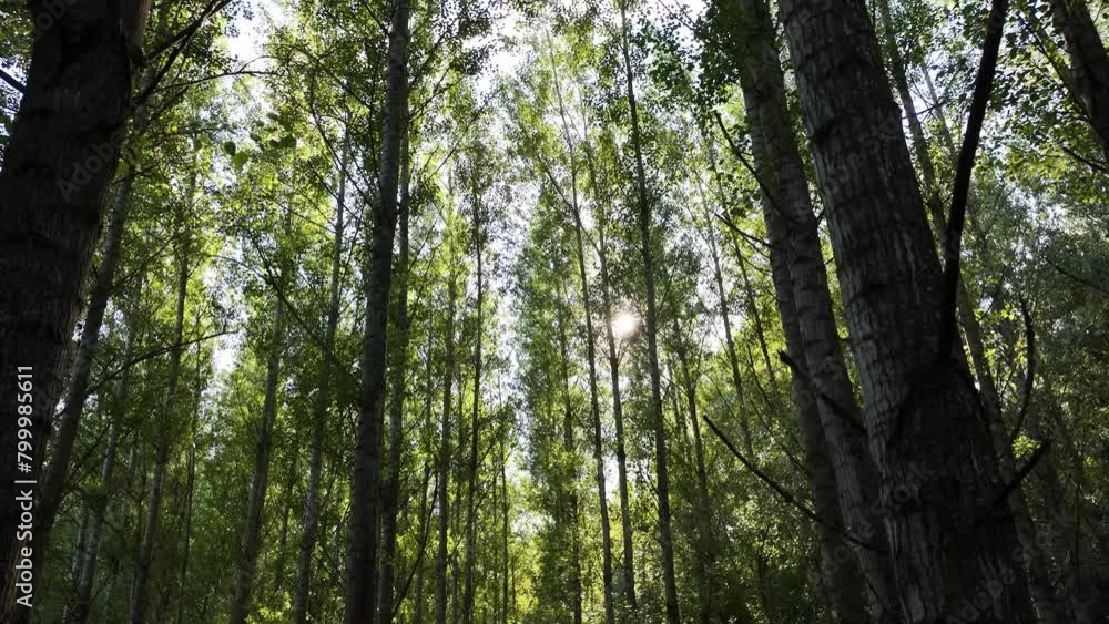Aerial view of tall birch tree forest in the Danube floodplain with sun shining through between tree trunks. Flying between forest trees Aerial view of tall birch tree forest in the Danube floodplain with sun shining through between tree trunks. Flying between forest trees