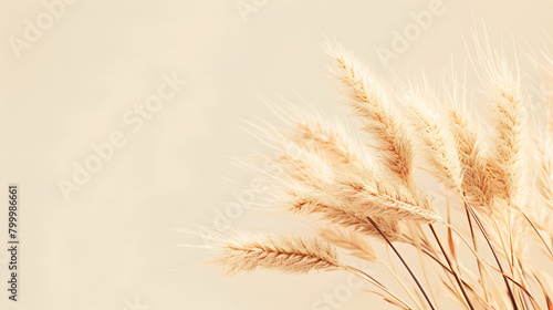 Soft Golden Pampas Grass on Creamy Background