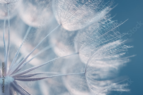 Dandelion closeup on a blue background. Beautiful abstract macro. Art background. Selective focus.