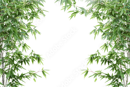 Bamboo Nature Forest On Transparent Background.