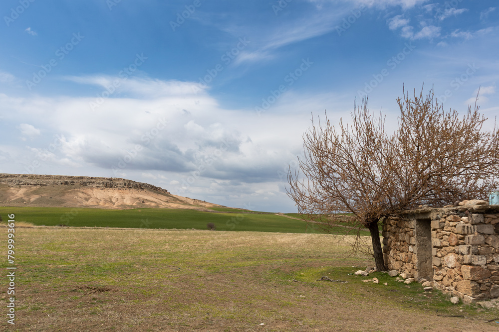 A stone cottage and tree in the countryside at the beginning of the spring for the purpose of web and design use