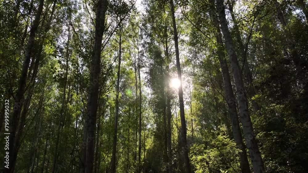 Aerial view of tall birch tree forest in the Danube floodplain with sun shining through between tree trunks. Flying between forest trees Aerial view of tall birch tree forest in the Danube floodplain with sun shining through between tree trunks. Flying between forest trees