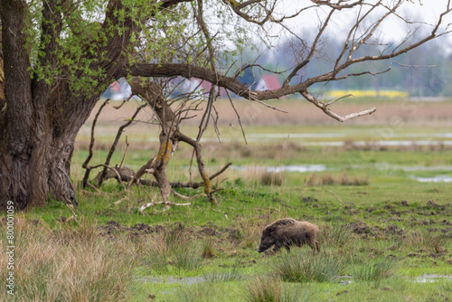 Wildschwein auf den Sundischen Wiesen bei Zingst.