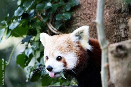 a Red Panda (Ailurus fulgens) chewing on a leaf with his tongue out isolated on a natural green background