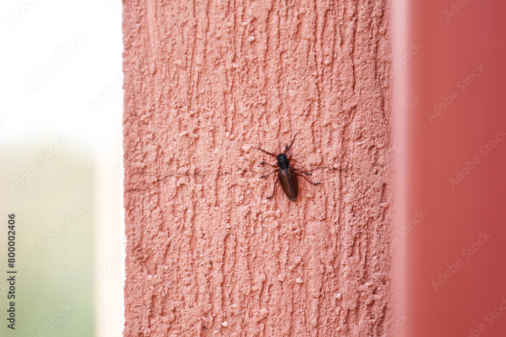 Dung beetle on the wall of the house. Dung beetle on the wall of the house.