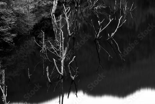 湖面に映る水没樹(B&W)