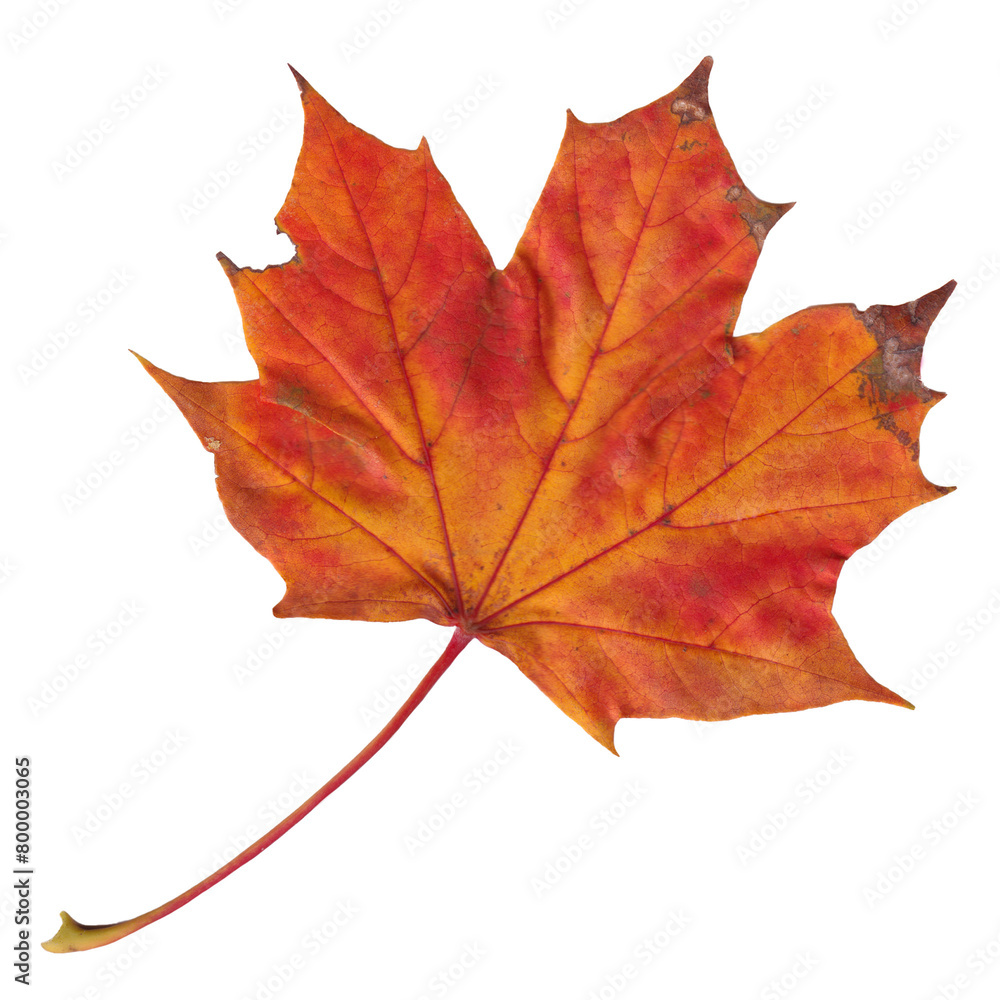 Autumn leaves, real cut out with transparent background Autumn leaves, real cut out with transparent background