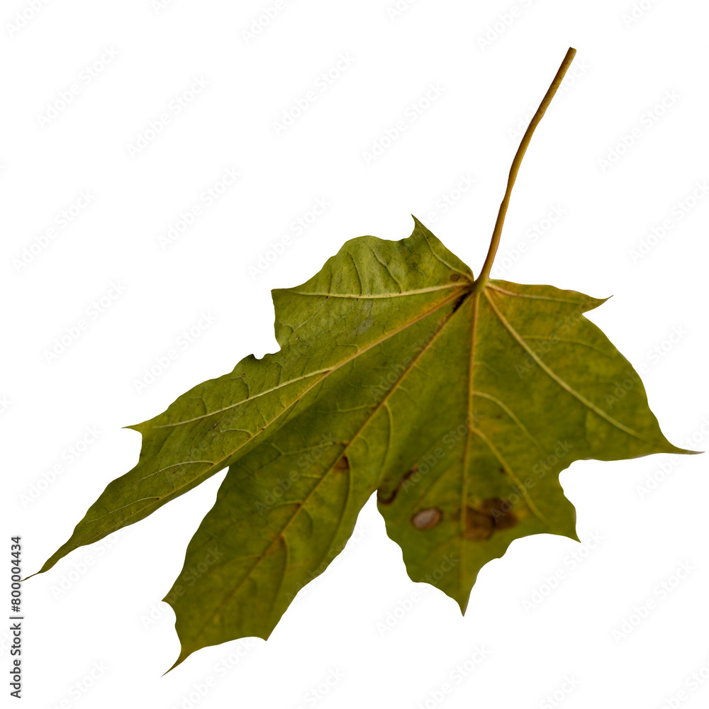 Real leaf on transparent background Real leaf on transparent background