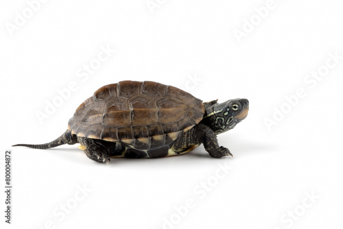 Chinese Pond Turtle (Mauremys reevesii)  is a species of turtle native to China and Korea. photo