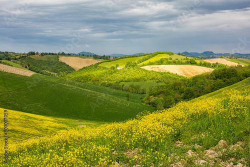 Italian countryside with hills in spring time. Colli bolognesi. The comune of Valsamoggia in the Metropolitan City of Bologna, Italian region Emilia-Romagna. Rapeseed flowers cover. photo