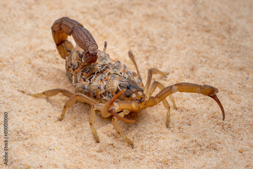 A scorpion female (Hottentotta tamulus) is carrying her babies on back, on sands.
Scorpion hottentotta is the type of parthenogenesis, which can give birth without being fertilized by male sperm. photo