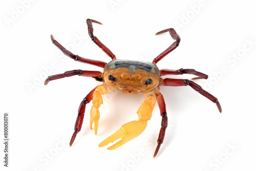 Lepidothelphusa menneri or Three-colored Crab has a very distinctive tri-coloured pattern. The Crab is reported from Indonesian Borneo for the first time in January 2024 (new species).