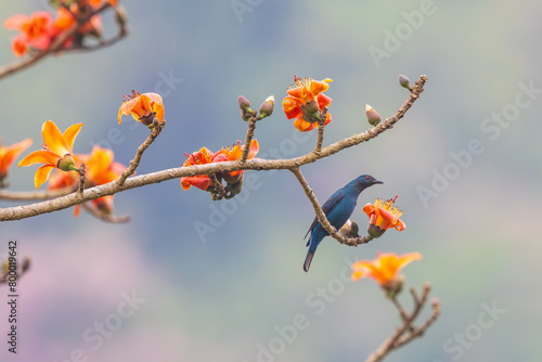 Asian Fairy Bluebird on the Red Cotton flower tree.