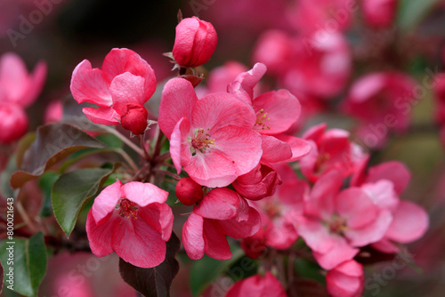 Zierquitten (Chaenomeles) Zierpflanze mit vielen Blüten photo