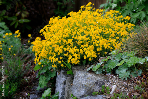 Felsen-Steinkraut (Alyssum saxatile) an Steinmauer im Garten mit gelben Blüten 