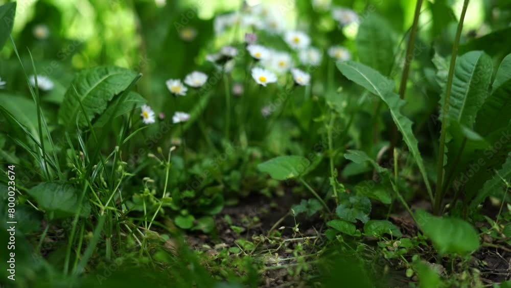 Beautiful spring flowers chamomile. green nature background Beautiful spring flowers chamomile. green nature background