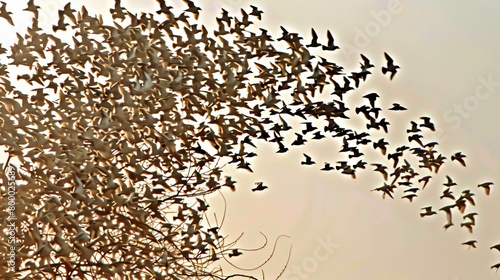 Majestic sunset silhouette of a large migratory bird flock in flight