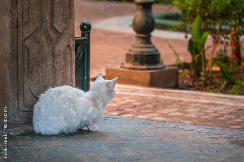 Street cat of Marrakesh, Morocco. Sitting in a doorway to a Riad garden
