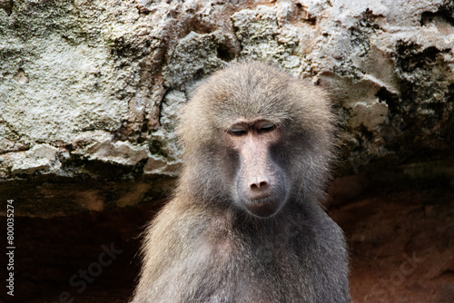 close up of a single Hamadryas baboon (Papio hamadryas) with rocks in the background photo